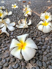 beautiful frangipani flowers fall in the yard of the house