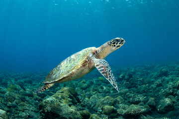 Obraz na płótnie Canvas Hawksbill sea turtle. Underwater world of Bali, Indonesia.