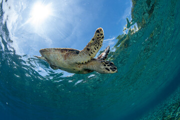Hawksbill sea turtle. Underwater world of Bali, Indonesia.