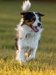 border collie in the park