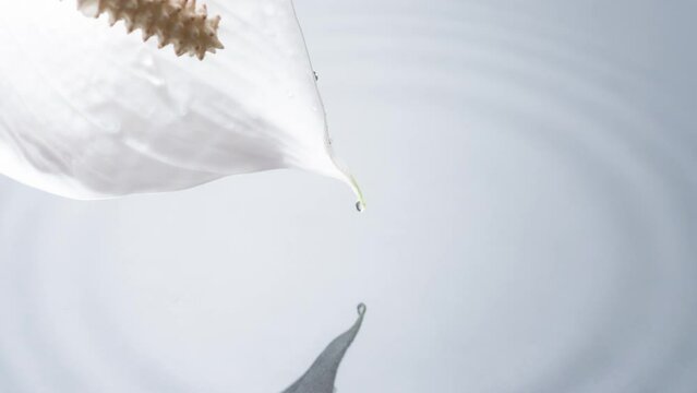 Sparkling Drops Fall from a Flower. A snow-white flower bends over the surface of the water and a drop slowly falls from it. Slow Motion