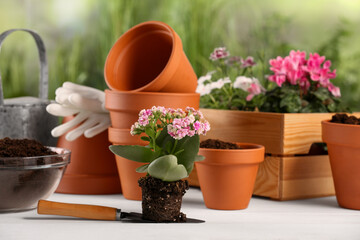 Beautiful flowers, pots and gardening tools on white wooden table outdoors