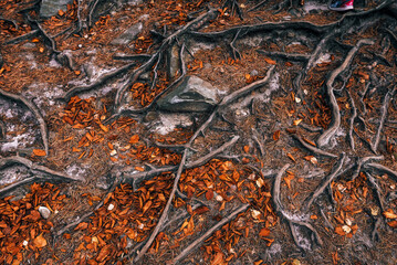 The roots of a tree covered with autumn leaves
