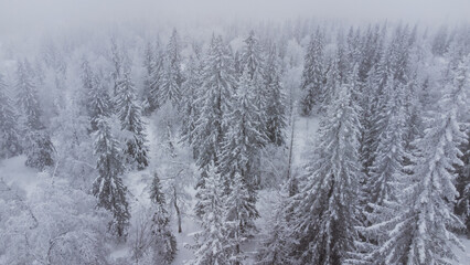 top view of the snow-covered forest in the mountains
