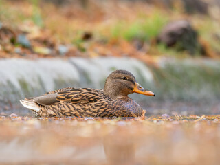 Mallard female on the lake
