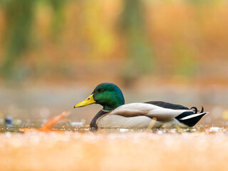 Mallard male on the lake