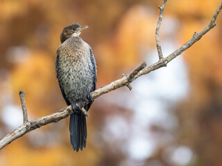 Pygmy cormorant sitting on a branch