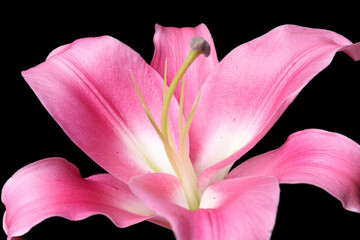 Beautiful pink lily flower on black background, closeup