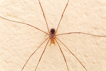 Patonas spider or Reaper. Arachnid of the order Opiliones.