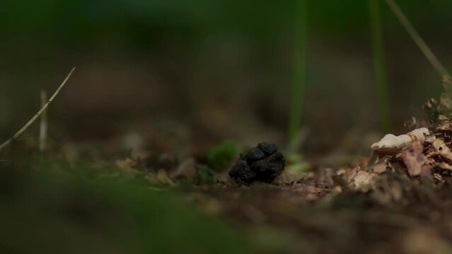 Deer droppings on a woodland trail in dappled light