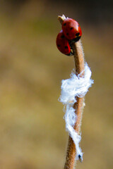 ladybird