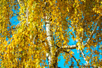 White birch trunk with bright yellow autumn foliage.