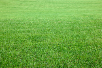 Beautiful lawn with bright green grass outdoors