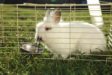 Cute fluffy rabbit in cage on sunny day. Farm animal
