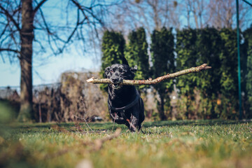 Black dog crossed with a Labrador Retriever running around the garden with a branch in his mouth. Fetching a four-legged pet. Spending time on a favourite activity