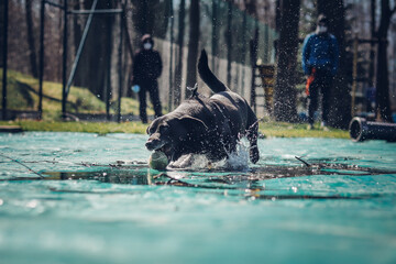 Black dog crossed with a Labrador retriever runs for a thrown ball into a pool of water. Fetch with...