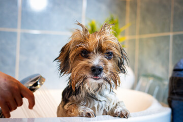 Cute expression of a wet Yorkshire Terrier dog after a bath. Pink tongue and the joy of cleanliness. The cuteness of a four-legged animal