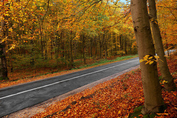 Naklejka na ściany i meble Beautiful view of asphalt road going through autumn forest