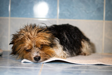 Tired expression of a wet Yorkshire Terrier dog after a bath. Lying on a towel. The cuteness of a four-legged animal