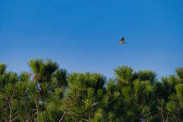 bird animal fly fauna tree