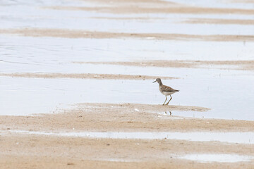 Wood sandpiper on a sandy shore near the water