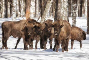 Big bisons in winter forest on a sunny winter day