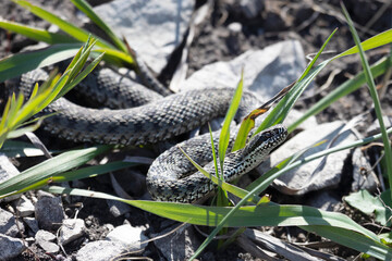 Large viper snake lies in the grass