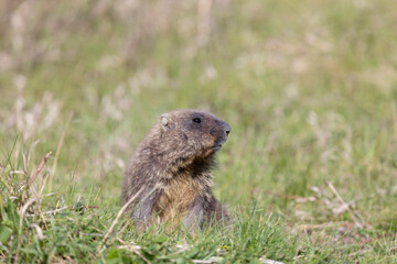 Naklejka na ściany i meble Bobak marmot stand on a grass on summer day
