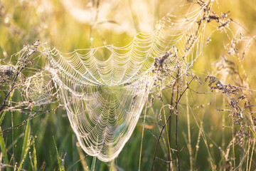 Large spider web illuminated by the sun