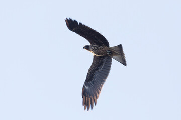 Black kite (Milvus migrans) in flight