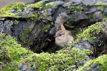 Eurasian wren sits on an old stump