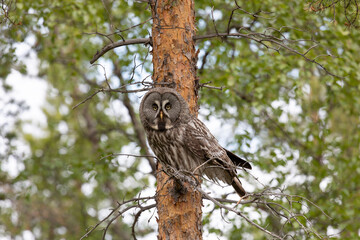 Great gray owl sitting on a tree branch on summer