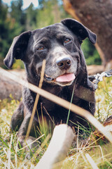 Black dog crossed with a Labrador retriever sits among the fallen trees with a smile on his face. Funny expression of dog during rest