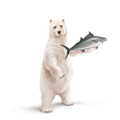 illustration d'un ours polaire qui tiens un  poisson          bonite à dos rayé dans sa main avec un e écharpe 