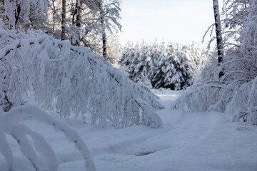 Obraz premium trees in snow