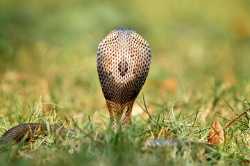 The back view of head of Monocled Cobra (Naja kaouthia), whicj also called Monocellate Cobra or Indian Spitting Cobra. It is a venomous cobra species widespread across South and Southeast Asia.
