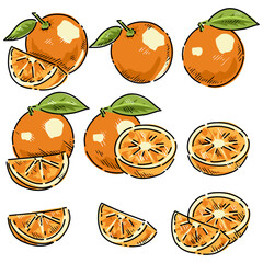 drawing vector collection of fresh oranges. Orange fruit isolated on white background. Vector illustration for design and print