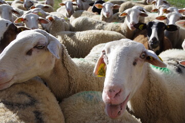 troupeau de mouton brebis