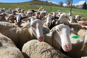Naklejka premium troupeau de mouton brebis