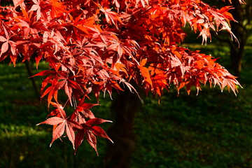 Photo of red maple leaves in autumn