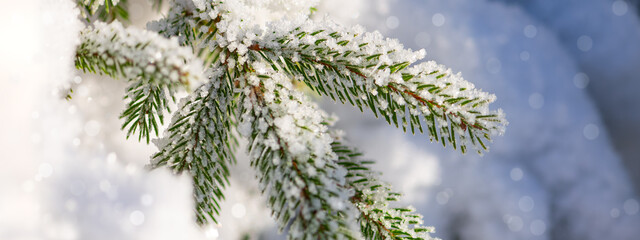 Frosted fir branch after cold night in Winterberg Sauerland Germany. Colorful macro close up of...