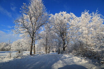 Fototapeta na wymiar trees in the snow