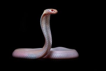 Albino Javan spitting cobra (Naja sputatrix).