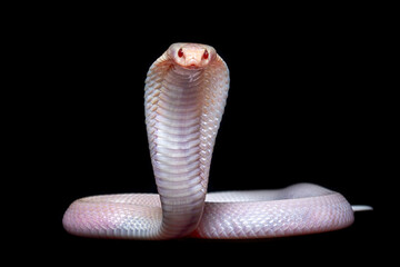 Fototapeta premium Albino Javan spitting cobra (Naja sputatrix).