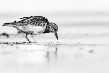 Ruddy Turnstone searching for food at the beach