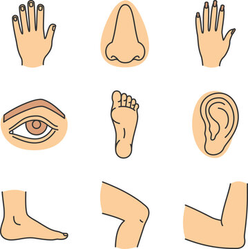 set of body parts