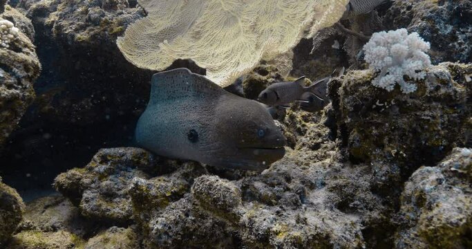 Moray and other fish of the Indian ocean near the corals.