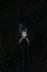 spider on web