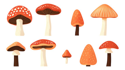 Collection of different mushrooms, illustration, isolated or white background