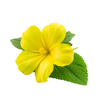 fresh organic damiana cut in half sliced with leaves isolated on white background with clipping path